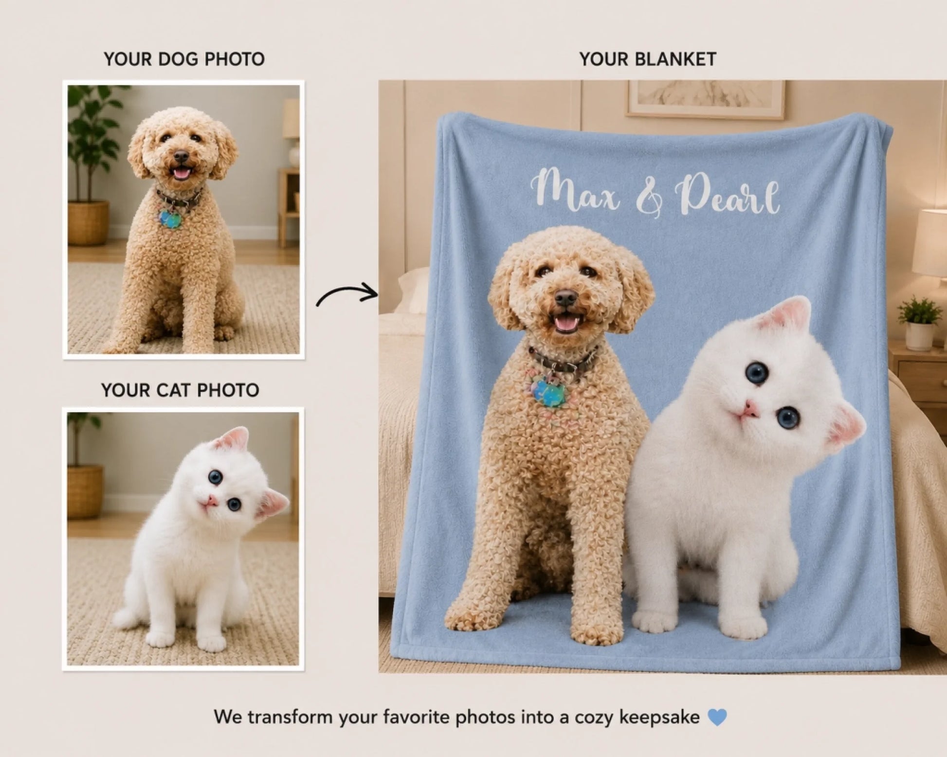 cat & dog N